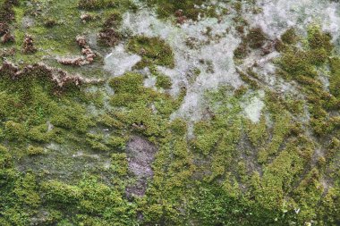 Yeşil yaprak dokusu