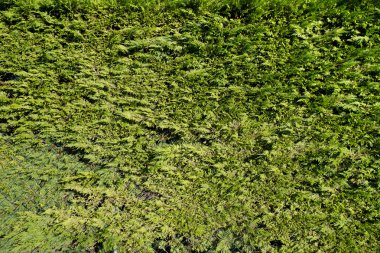 Yeşil yaprak dokusu