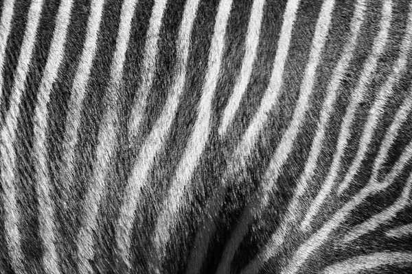 abstract zebra texture background