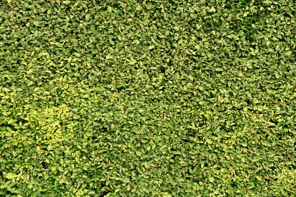 Green leaves texture — Stock Photo, Image