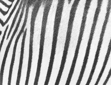 soyut zebra arka plan doku