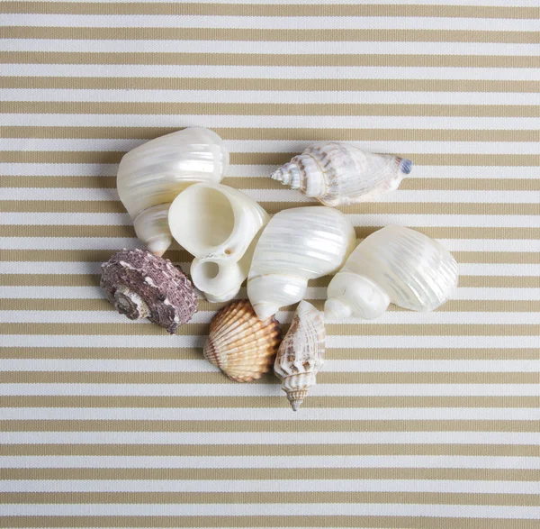 Composição das conchas marinhas — Fotografia de Stock