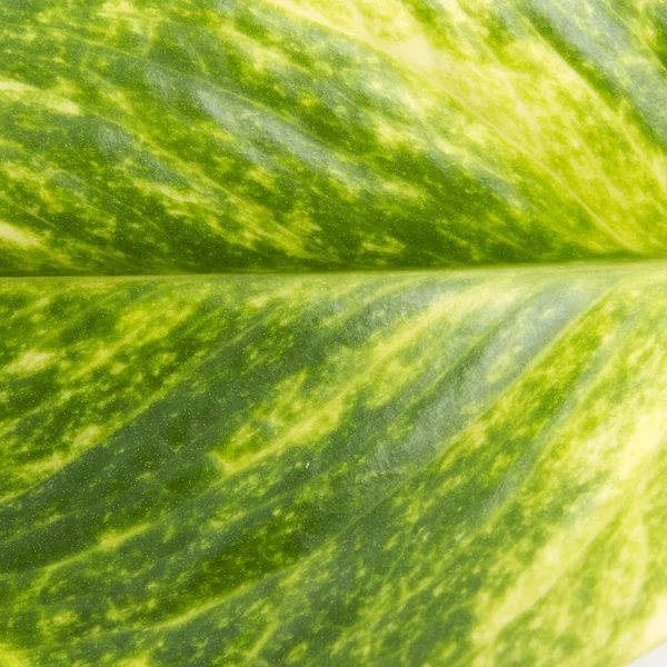 Närbild gröna blad — Stockfoto