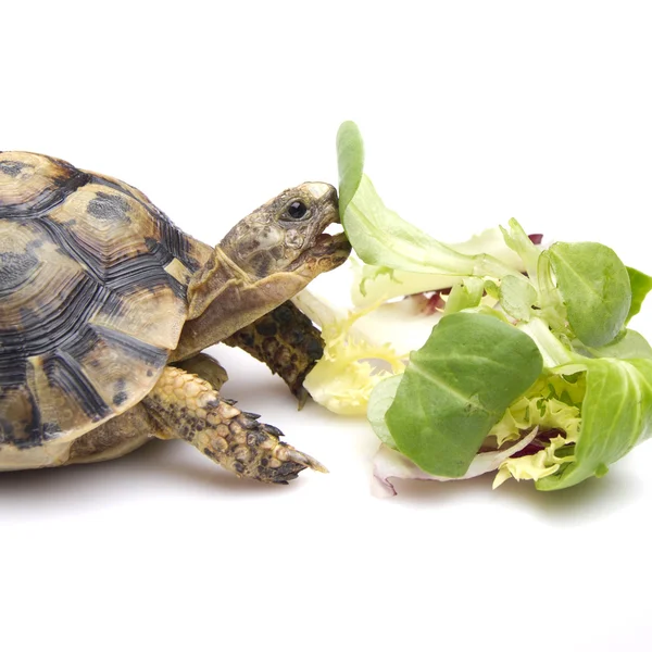 Salata yemek kaplumbağa — Stok fotoğraf
