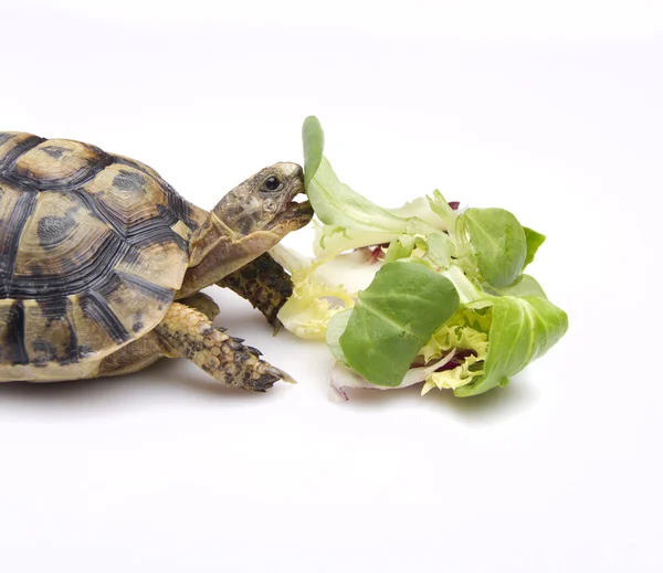 Salata yemek kaplumbağa — Stok fotoğraf