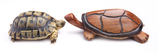 Wooden and real tortoise