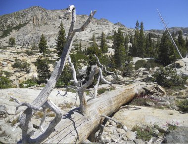 gövde kurak Dağı'nda