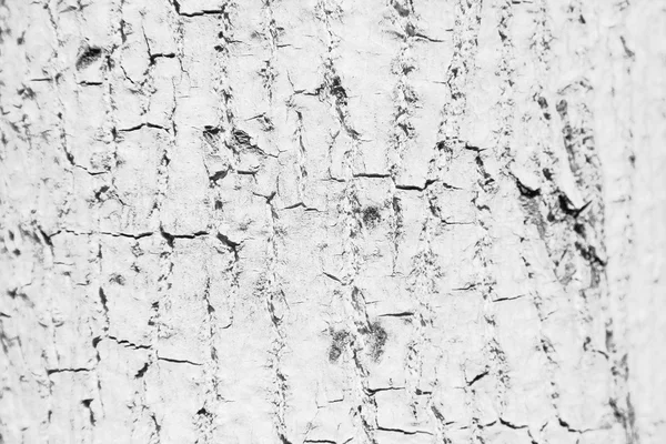 Белая текстура ствола — стоковое фото