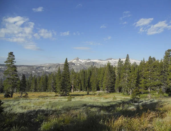 Trees and grass landscape — Stock Photo, Image