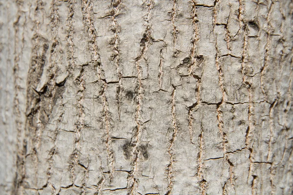 Textura del tronco —  Fotos de Stock