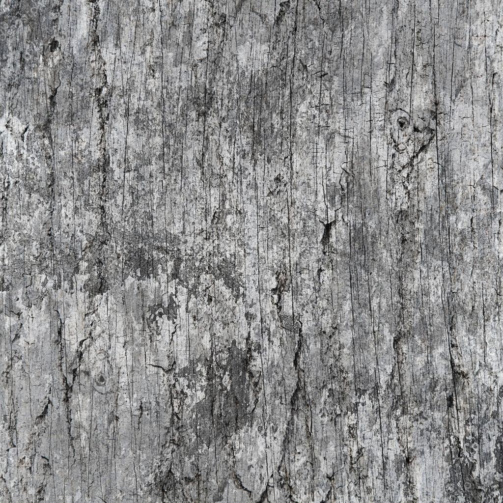 Wood Trunk Texture Stock Photo Image By C Kues