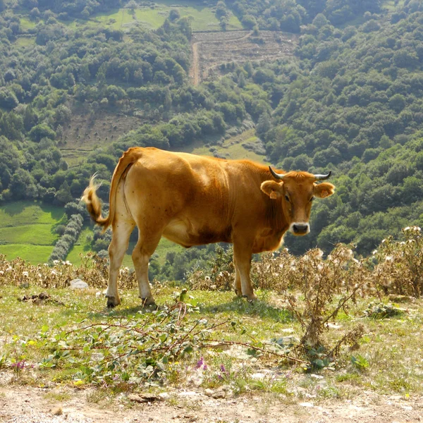 Cow on a mountain — Stock Photo, Image