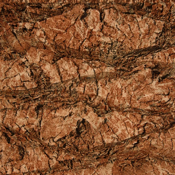 Tekstura pnia palmy — Zdjęcie stockowe