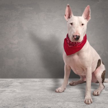 gri arka plan üzerinde beyaz köpek