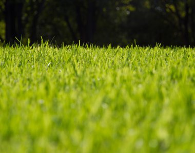 yeşil çim kavramı