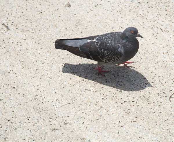 Pombo — Fotografia de Stock