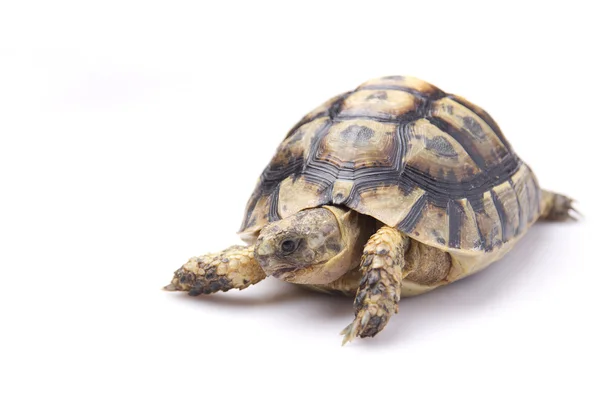 Tortoise — Stock Photo, Image