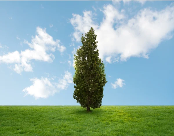Landschaft mit Baum — Stockfoto