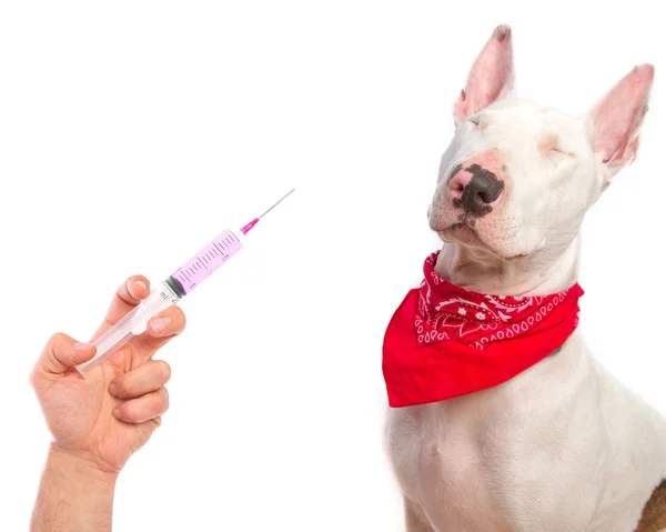 注射器と犬 — ストック写真