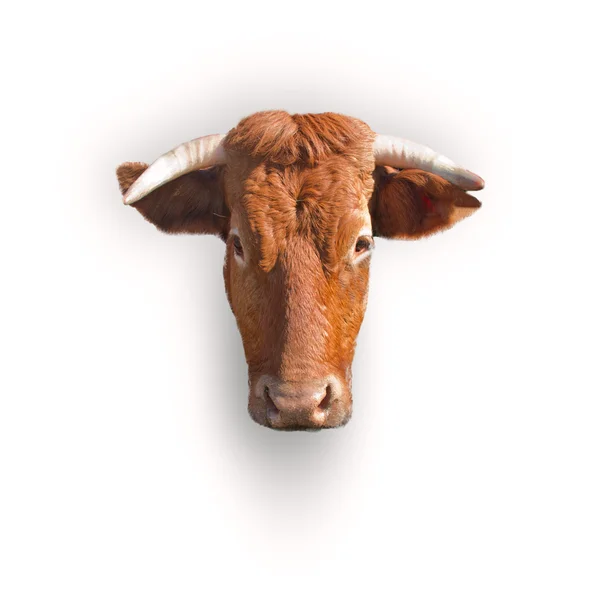 Cow head — Stock Image Cow head Stock Photo