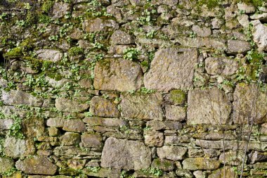 Moss taş duvar doku