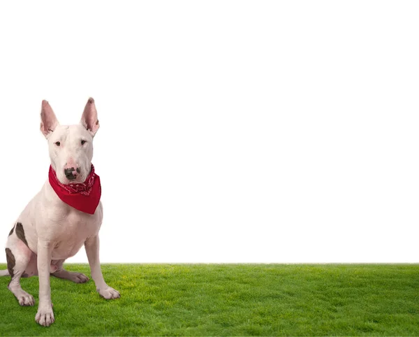 Weißer Hund auf Gras — Stockfoto