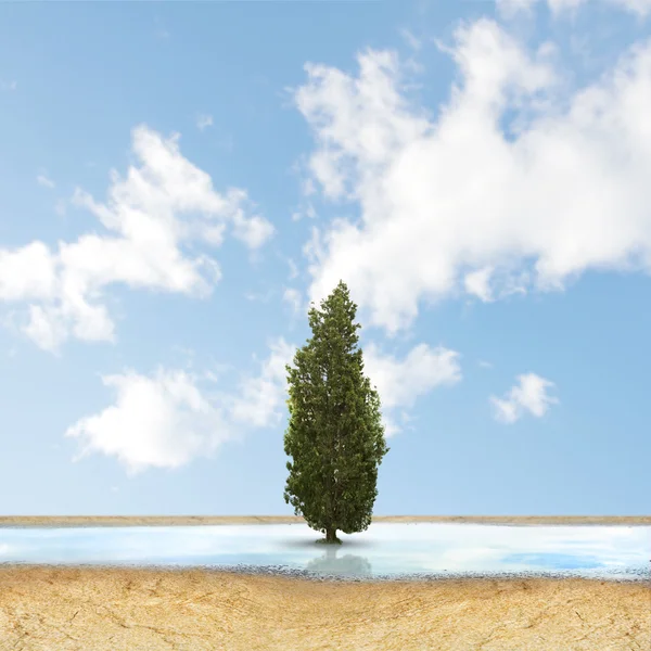 水たまりのツリー — ストック写真