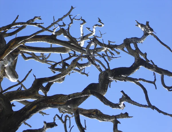 Tree branches — Stock Photo, Image