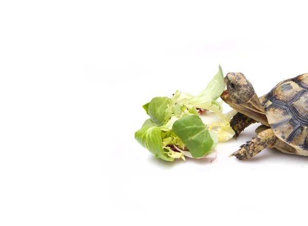 Tortoise eating salad — Stock Image Tortoise eating salad Stock Photo