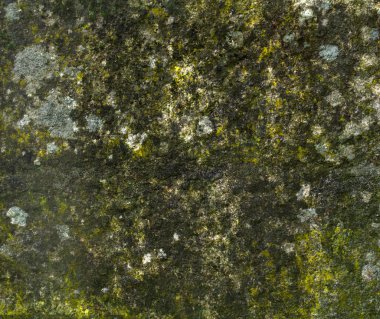 ıslak yosun taş doku