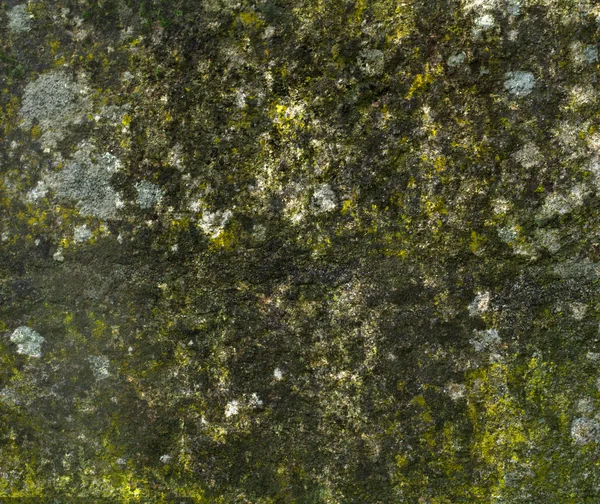 Текстура мохового камня — стоковое фото