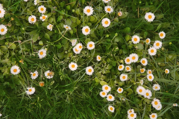 Flowers — Stock Photo, Image