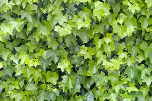 Green leaves texture — Stock Photo, Image