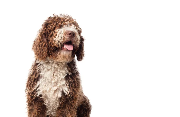 Perro cachorro posando — Foto de Stock