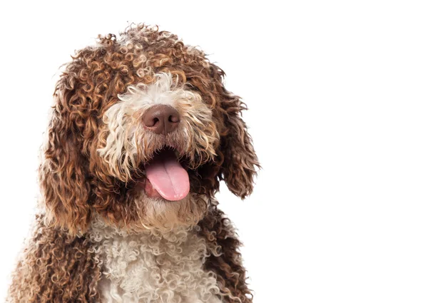 Hundewelpen posieren — Stockfoto