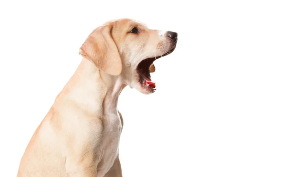 Hond pup poseren — Stockfoto