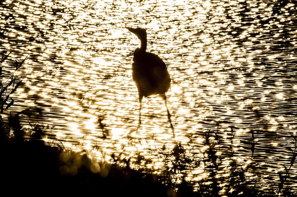Silhouette of bird in shallows