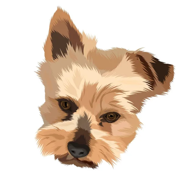 Коричневый Рисунок Лица Собаки — стоковый вектор