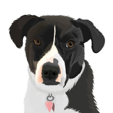 kolyeli siyah köpek yüz vektör tasarımı