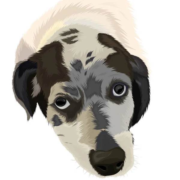 Černá Bílá Roztomilý Pes Tvář Vektor Design — Stockový vektor