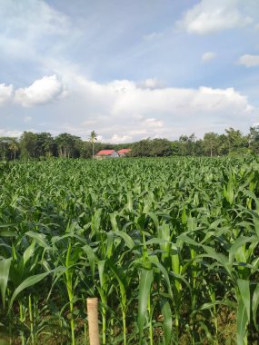 pirinç tarlaları mısır ağaçlarıyla kaplı.