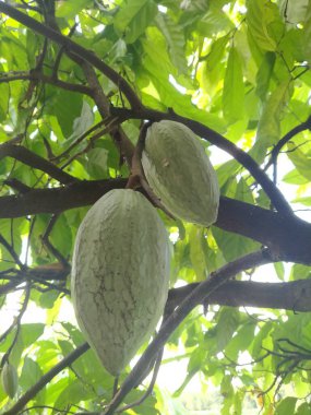 Sapındaki olgunlaşmamış kakao kabukları yeşil.