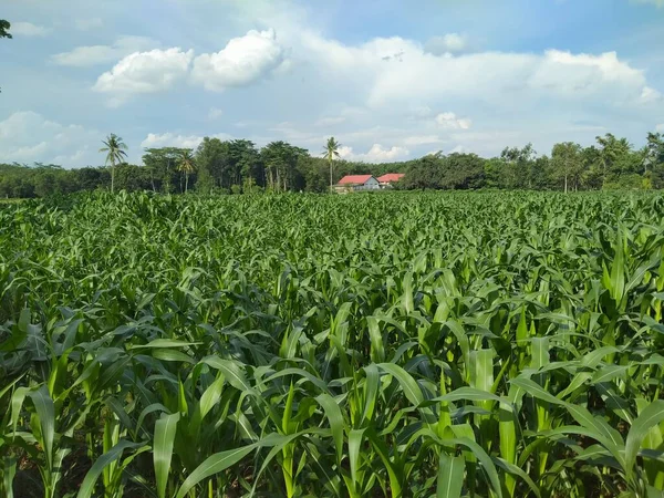 stock image rice fields are overgrown with corn trees