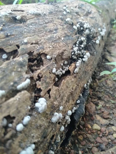 落木长满了白色的野蘑菇 — 图库照片