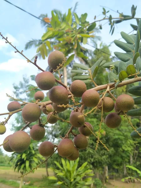 茶色の茎に熟していない竜眼果実 — ストック写真