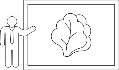 Eğitimsel veya yiyecekle ilgili içerik için ideal, beyaz tahtada marul sunan bir kişinin basit bir çizimi.