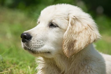 Altın retriever yeşil çim arka plan ile üç aylık ıslak köpek portre..