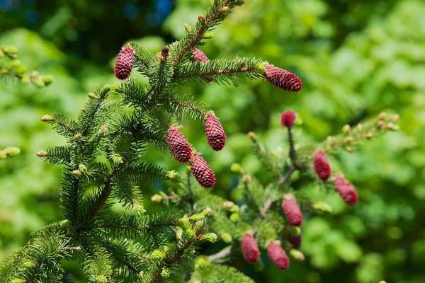 Jonge rode kegeltjes op de vertakking van de beslissingsstructuur van het pine in het voorjaar. — Stockfoto