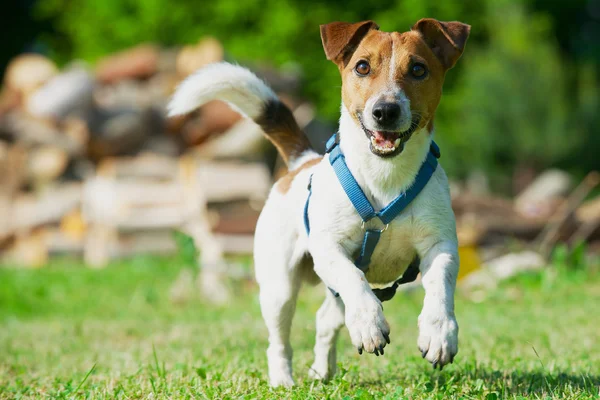 Jack Russel Terrier mavi koşum bir çim üzerinde çalışır.