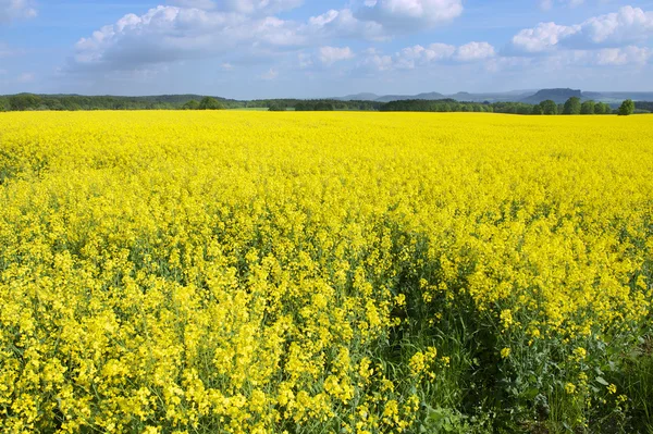 Campo de estupro no início da primavera na Saxônia, Alemanha . — Fotografia de Stock